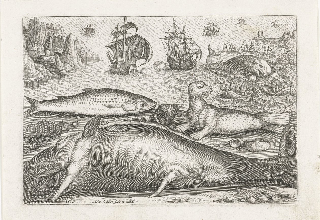 En multe, ett sjölejon och en val på stranden Fiske (serietitel) Piscivm vivae-ikoner (serietitel) av Adriaen Collaert