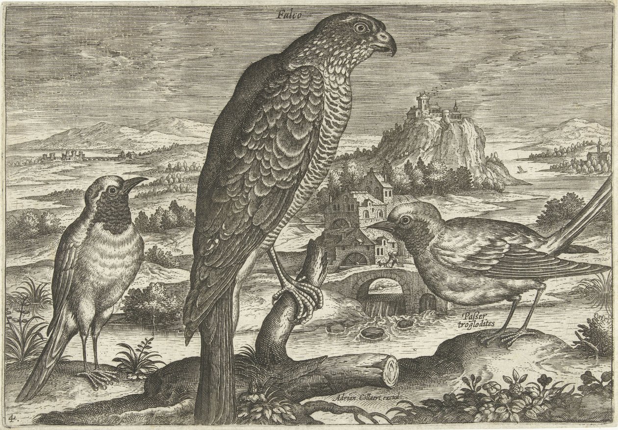 Några fåglar i ett landskap Fåglar (serietitel) Avivm vivae (serietitel) av Adriaen Collaert