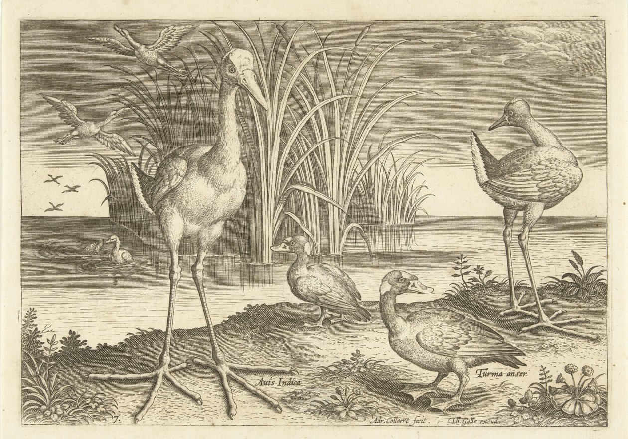 Några vattenfåglar på en strand Fåglar (serietitel) Avivm vivae (serietitel) av Adriaen Collaert