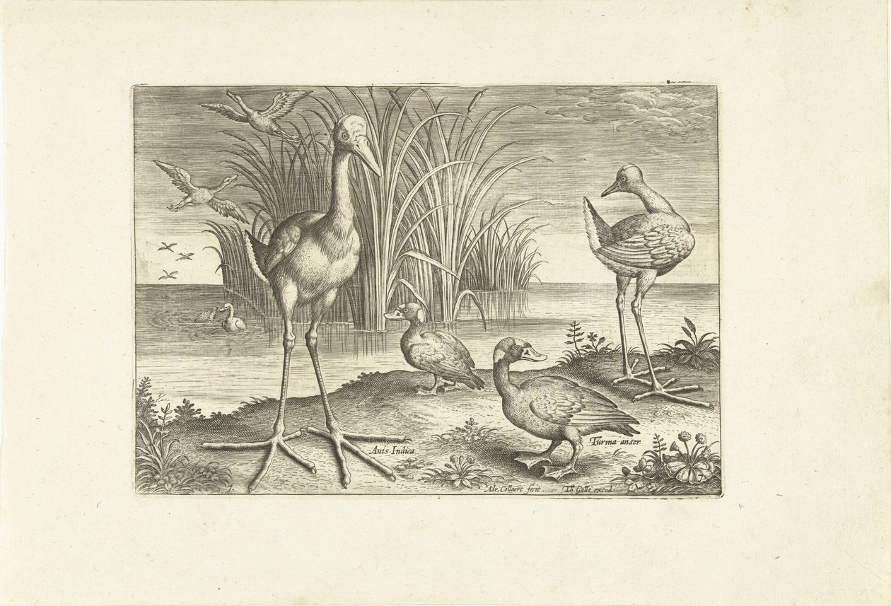 Några vattenfåglar på en strand Fåglar (serietitel) Avivm vivae (serietitel) av Adriaen Collaert