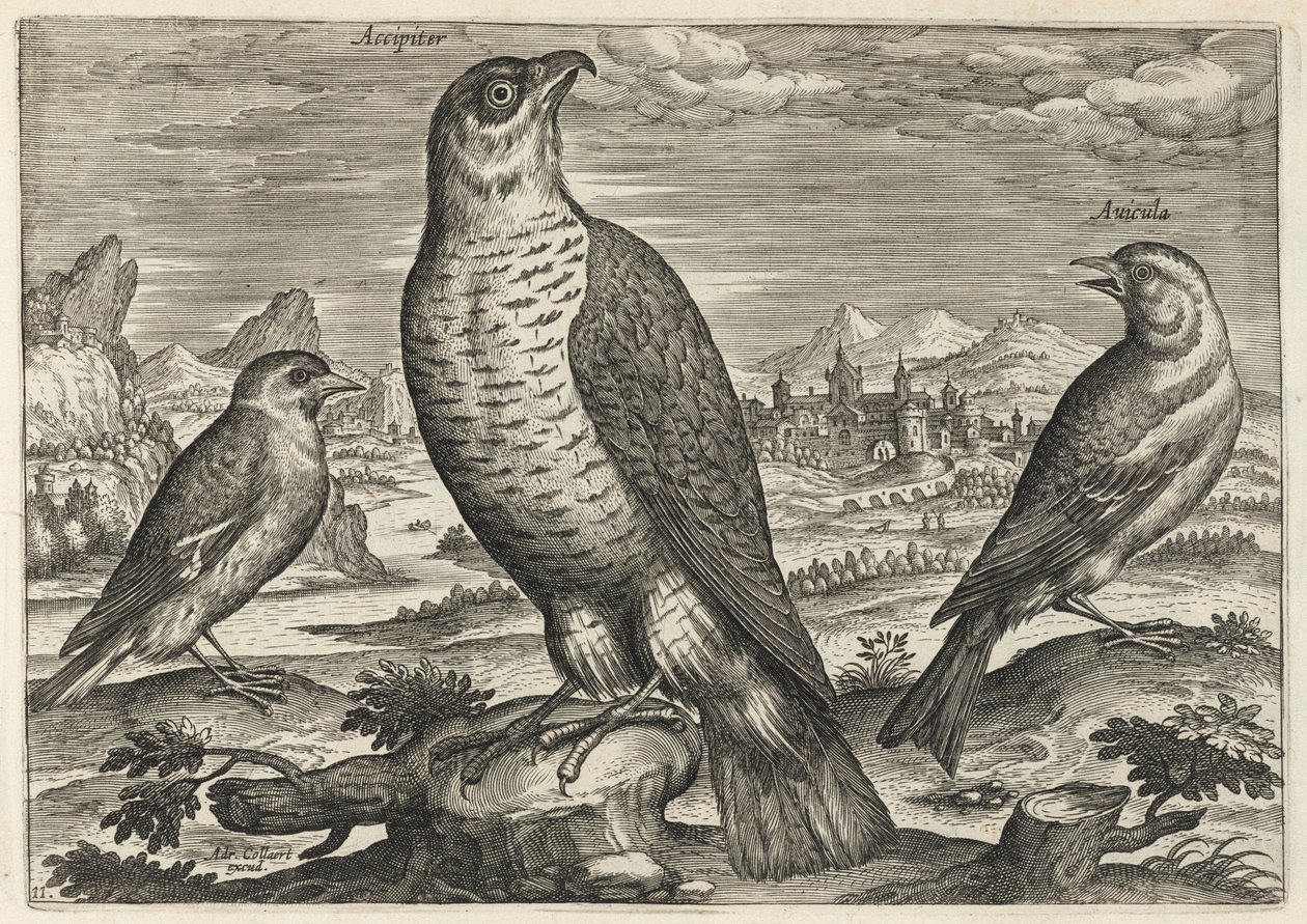 Hök och sparvar av Adriaen Collaert