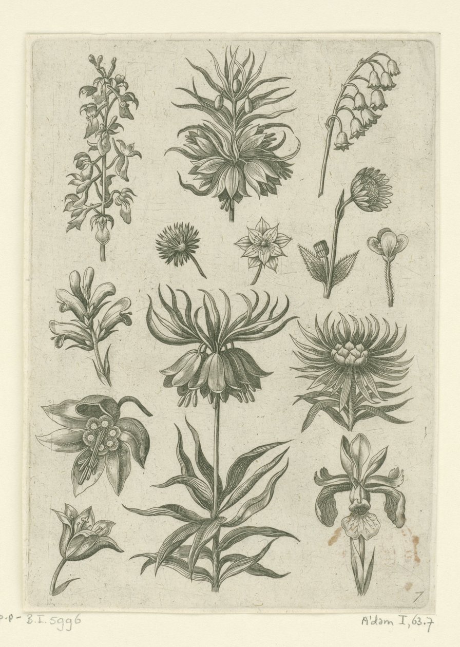 Kejsarkrona, orkidé och liljekonvaljer Florilegium (serietitel) av Adriaen Collaert
