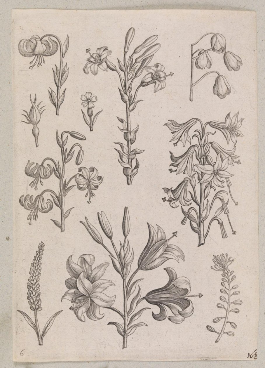 Liljor av Adriaen Collaert