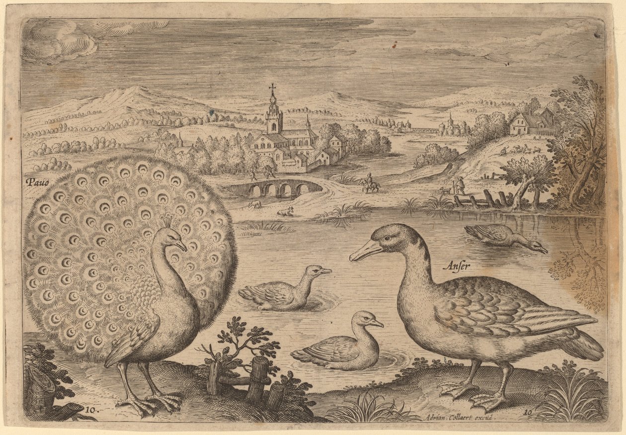 Påfågel och gås av Adriaen Collaert