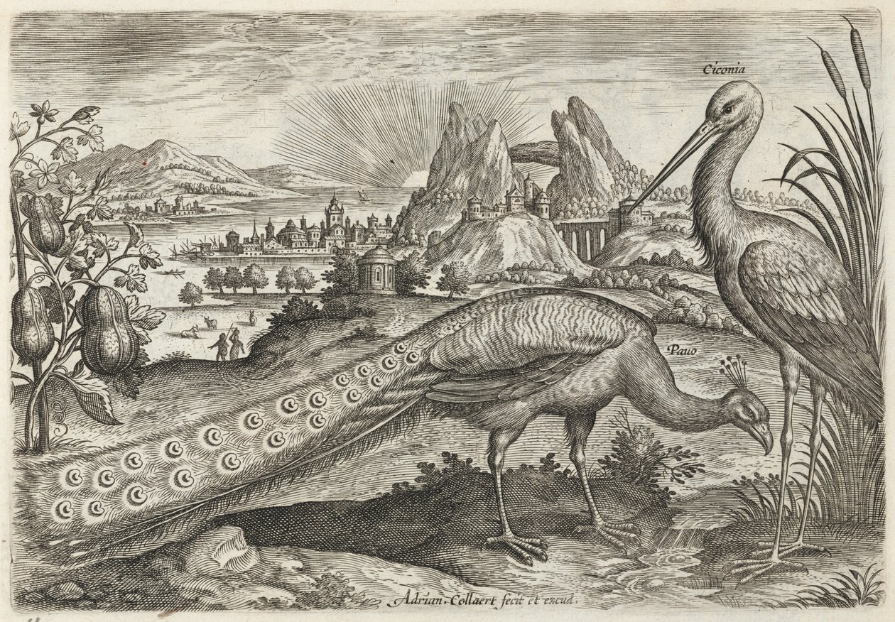 Påfågel och stork av Adriaen Collaert