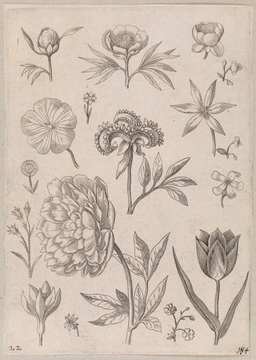 Pion av Adriaen Collaert