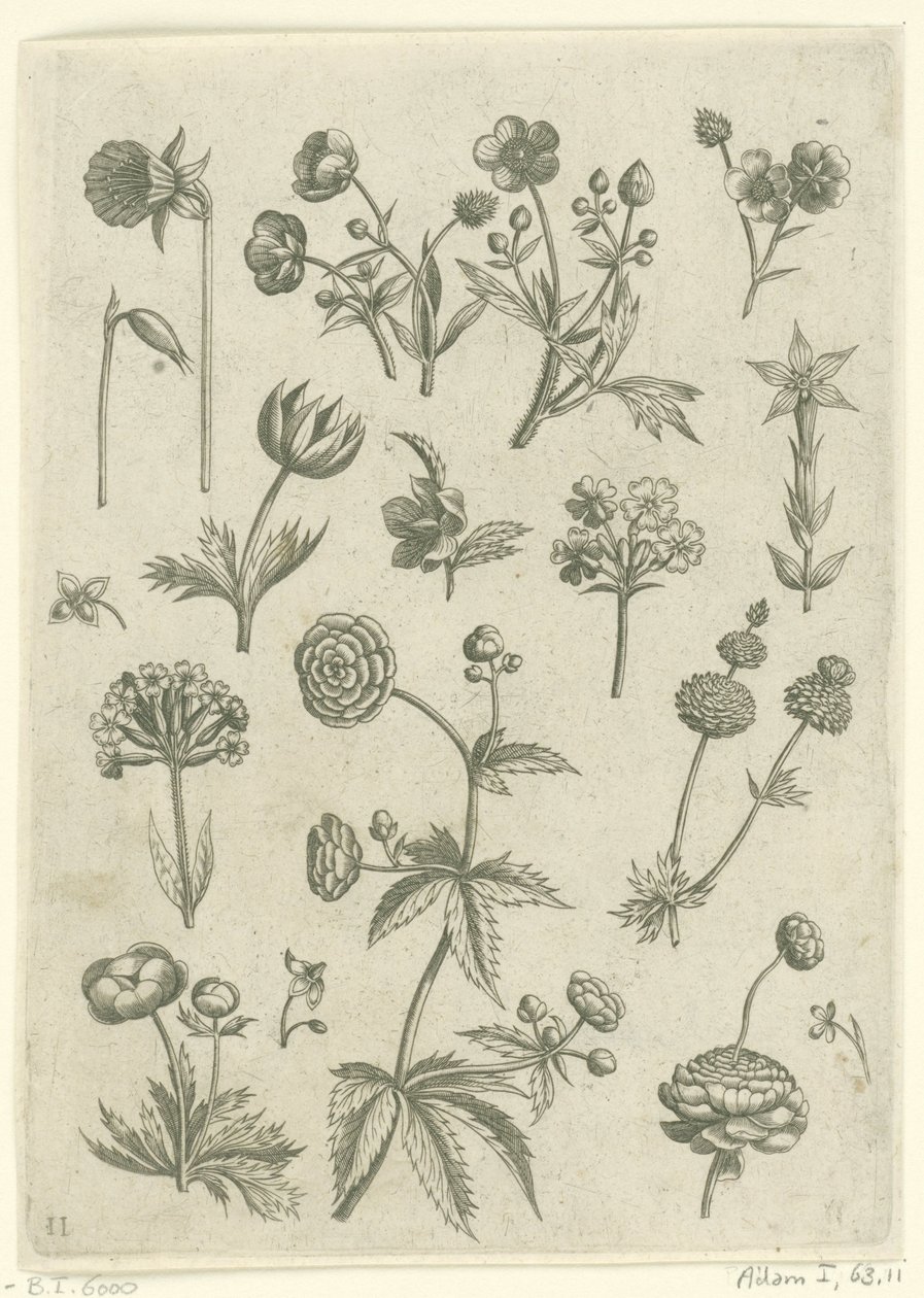 Ranonkels, primula en boterbloemen Florilegium (serietitel) av Adriaen Collaert