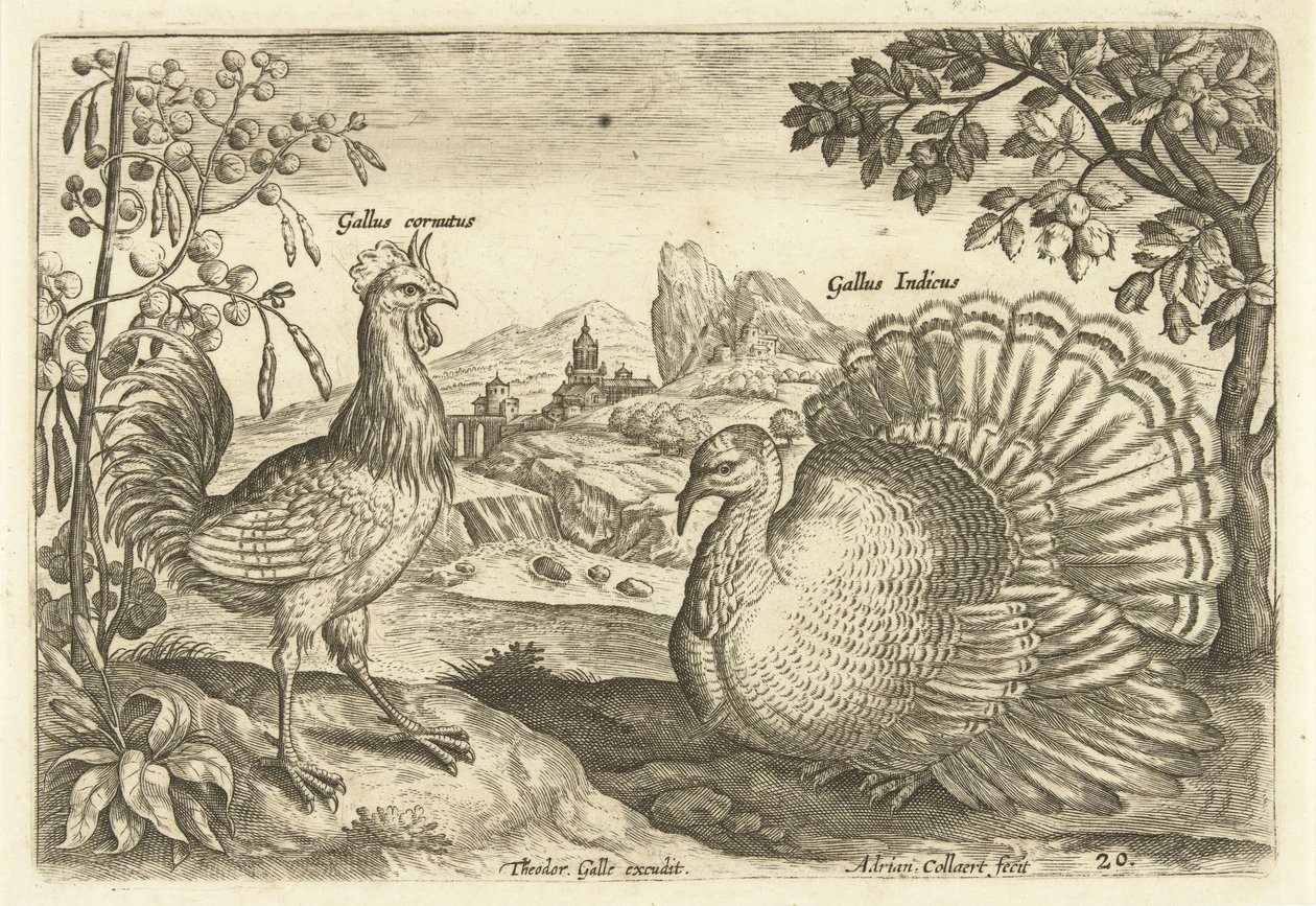 Två höns i ett landskap Avium Vivae (serietitel) Fåglar (serietitel) av Adriaen Collaert