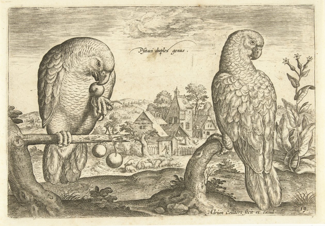 Två papegojor i ett landskap Avium Vivae (serietitel) Fåglar (serietitel) av Adriaen Collaert