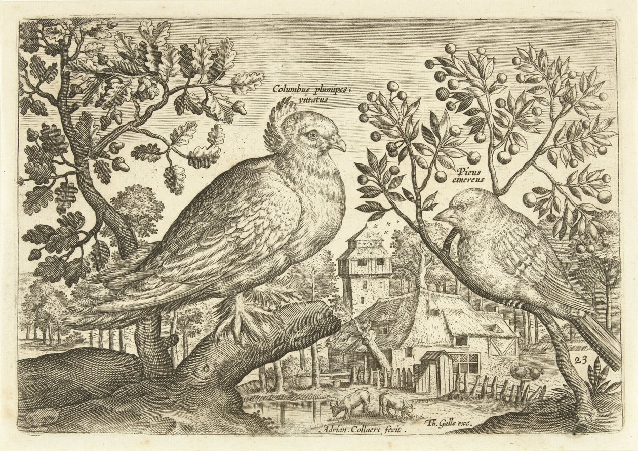 Två fåglar i ett landskap Avium Vivae (serietitel) Fåglar (serietitel) av Adriaen Collaert