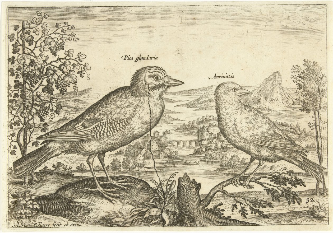 Två fåglar i ett landskap Fåglar (serietitel) Avium Vivae (serietitel) av Adriaen Collaert