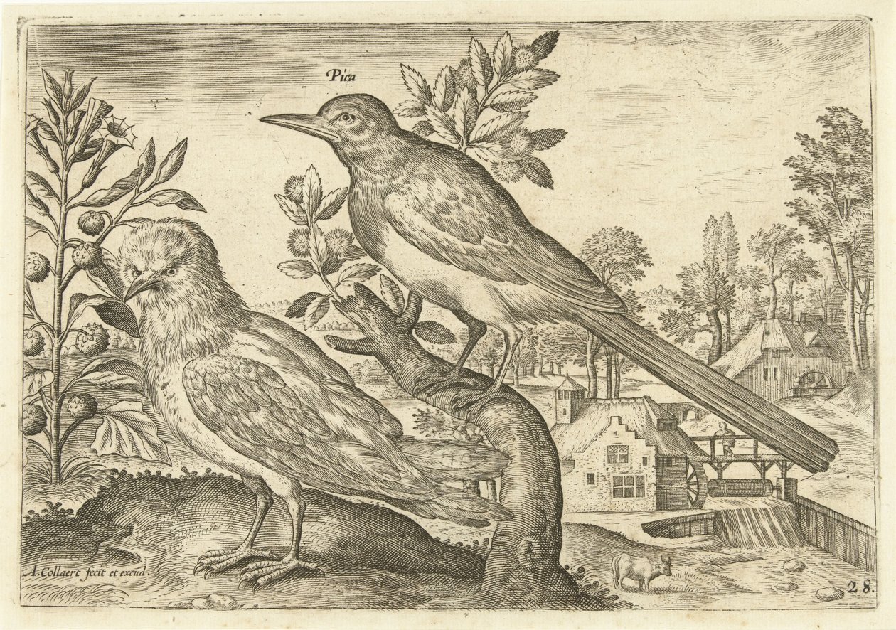Två fåglar i ett landskap Fåglar (serietitel) Avium Vivae (serietitel) av Adriaen Collaert