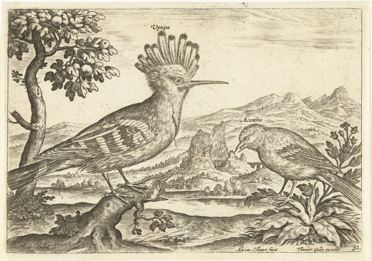 Två fåglar i ett landskap Fåglar (serietitel) Avium Vivae (serietitel) av Adriaen Collaert