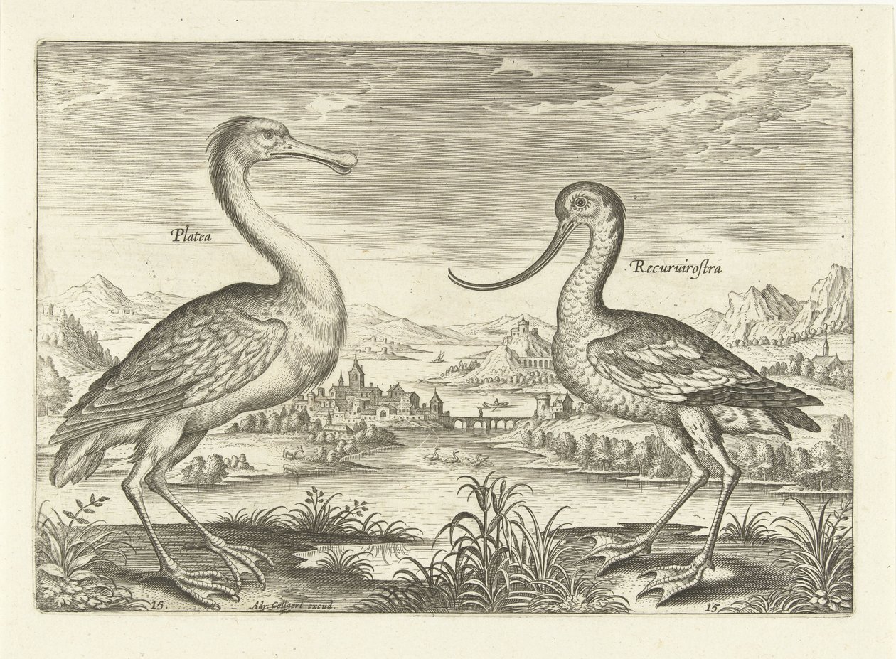 Två vadande fåglar i ett flodlandskap Fåglar (serietitel) Avivm Vivae (serietitel) av Adriaen Collaert
