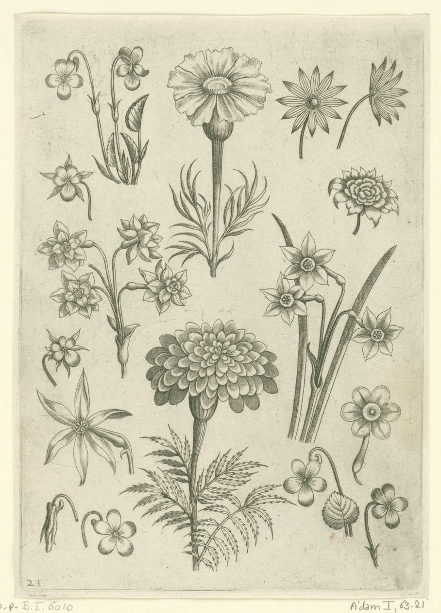 Olika blommor, violer och påskliljor Florilegium (serietitel) av Adriaen Collaert