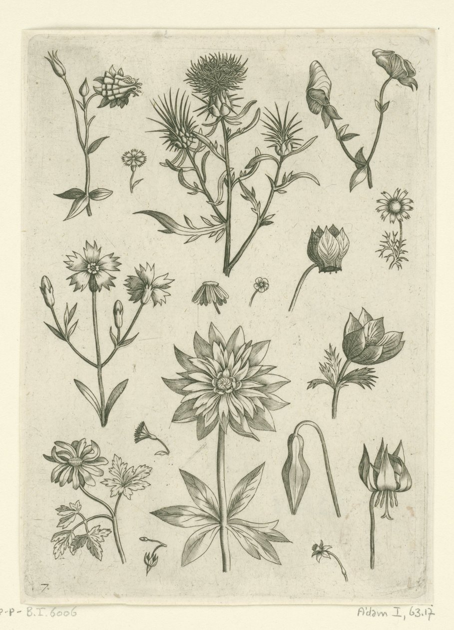 Olika blommor, inklusive akleja och cyklamen Florilegium (serietitel) av Adriaen Collaert