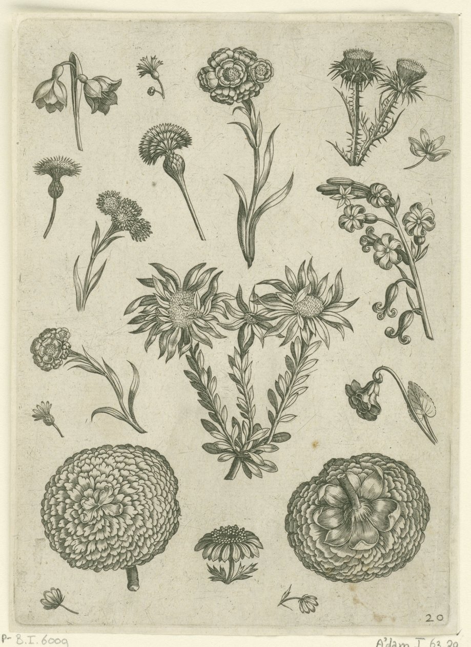 Olika blommor, inklusive krysantemum och tistel Florilegium (serietitel) av Adriaen Collaert