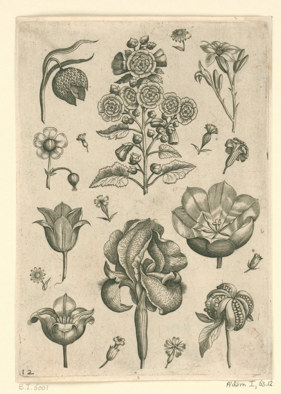 Olika blommor inklusive iris och viol Florilegium (serietitel) av Adriaen Collaert