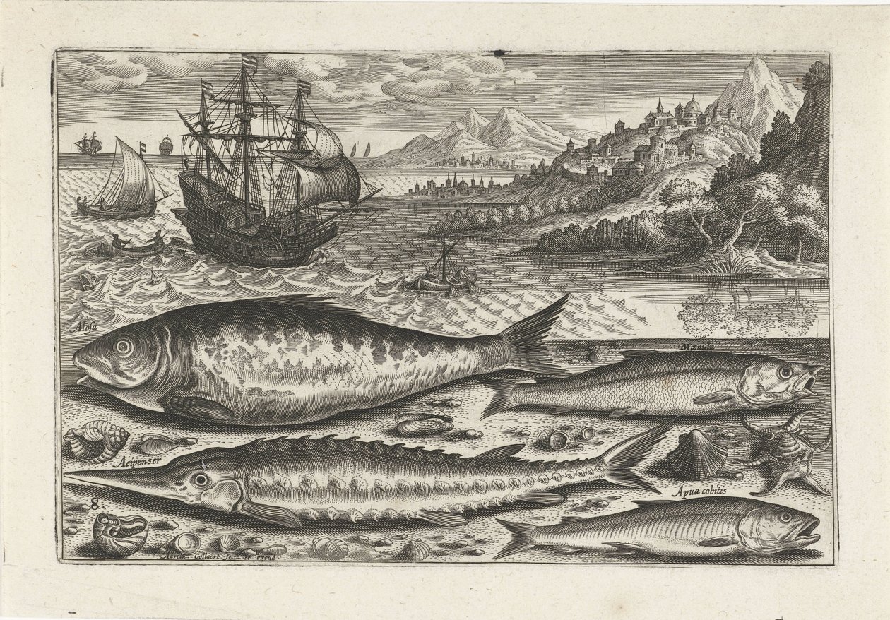 Fyra fiskar på stranden Fiske (serietitel) Piscium vivae-ikoner (serietitel) av Adriaen Collaert