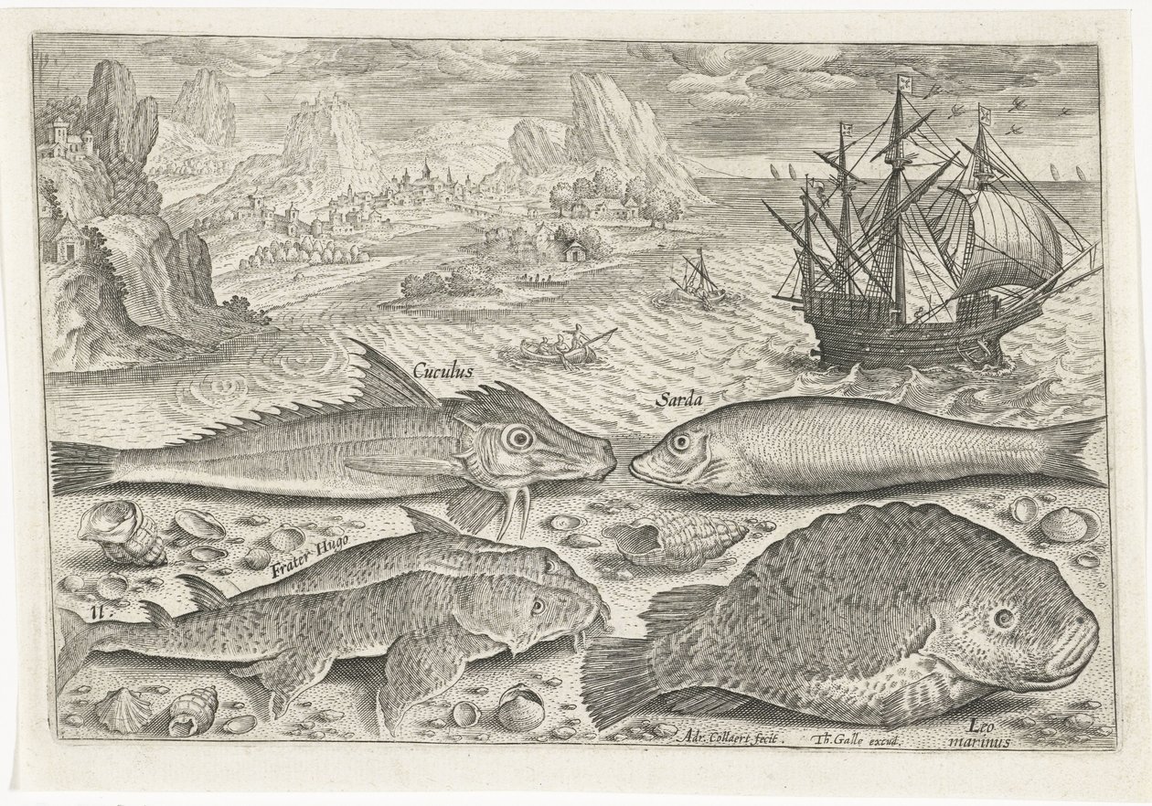 Fyra fiskar på stranden Fiske (serietitel) Piscium vivae-ikoner (serietitel) av Adriaen Collaert