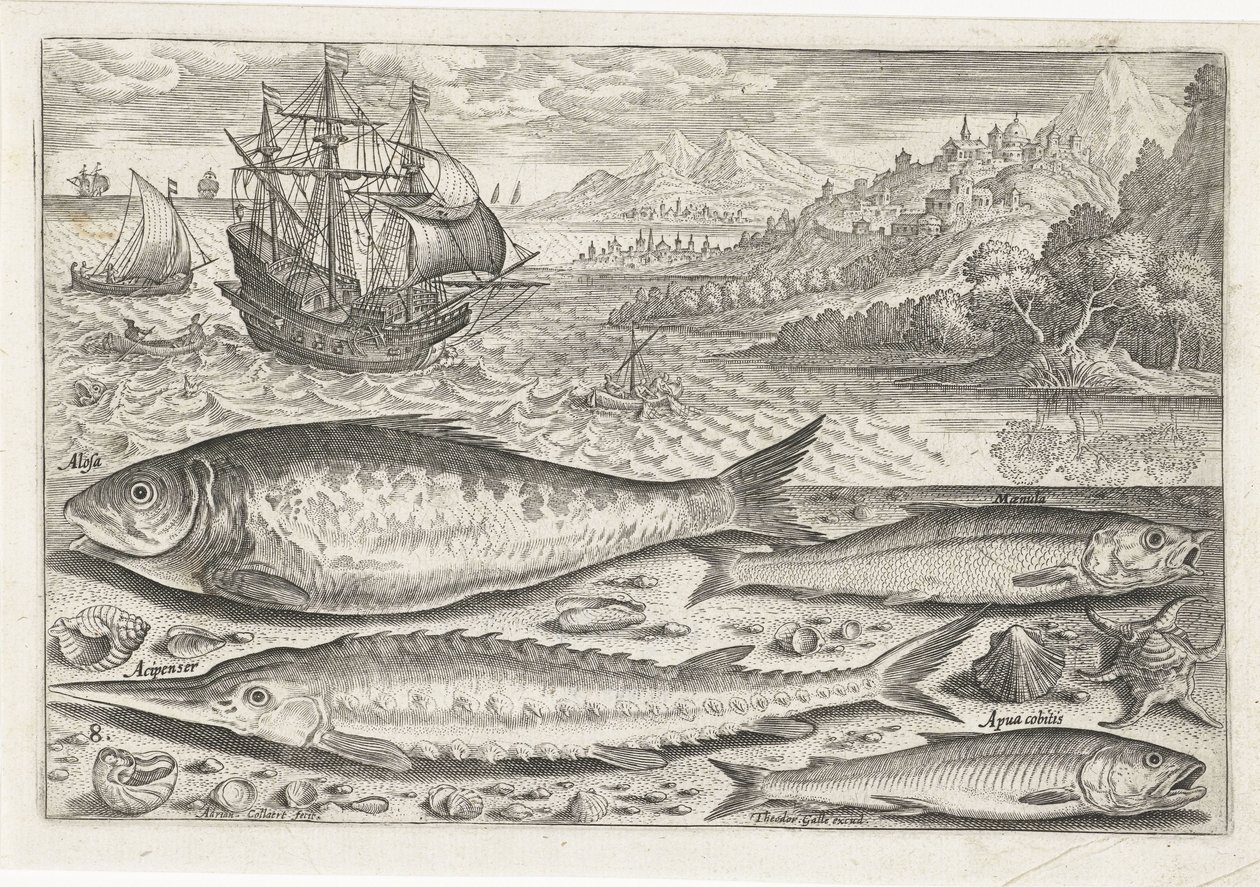 Fyra fiskar på stranden Fiske (serietitel) Piscium vivae-ikoner (serietitel) av Adriaen Collaert
