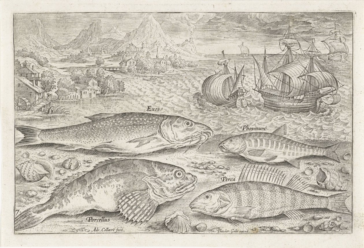 Fyra fiskar på stranden Fiske (serietitel) Piscium vivae-ikoner (serietitel) av Adriaen Collaert