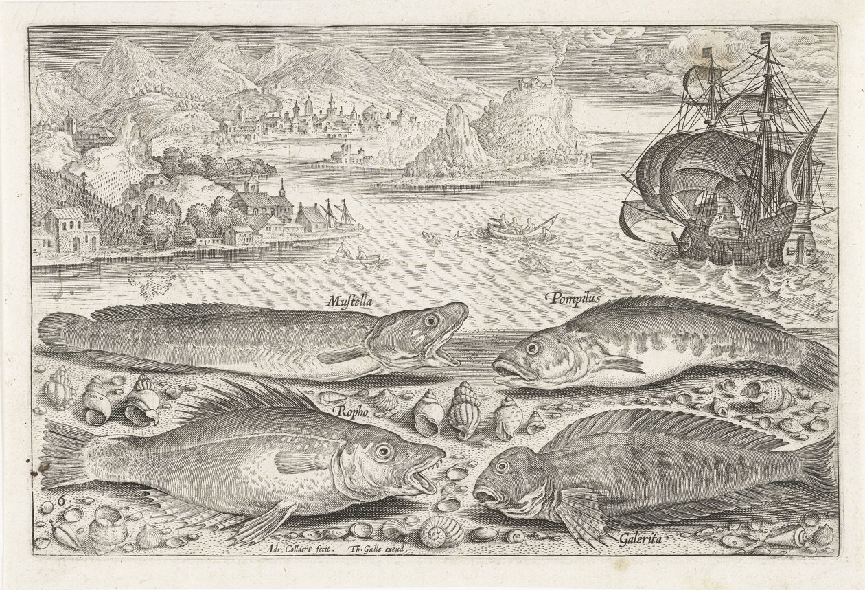 Fyra fiskar på stranden Fiske (serietitel) Piscium vivae-ikoner (serietitel) av Adriaen Collaert