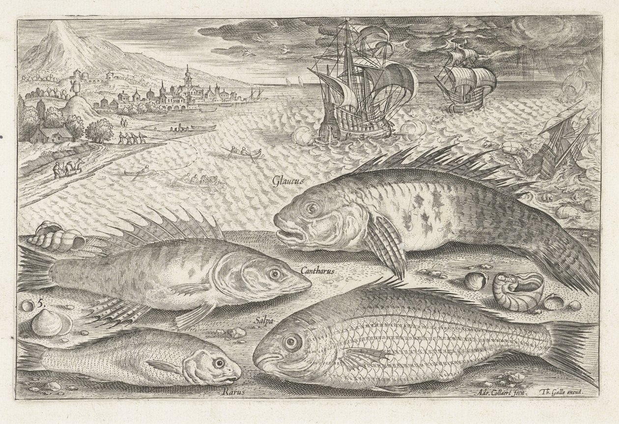 Fyra fiskar på stranden Fiske (serietitel) Piscium vivae-ikoner (serietitel) av Adriaen Collaert