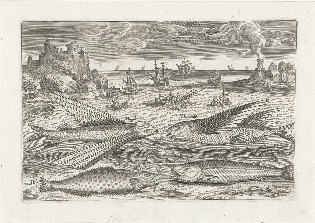 Fyra fiskar på stranden Fiske (serietitel) Piscium vivae-ikoner (serietitel) av Adriaen Collaert