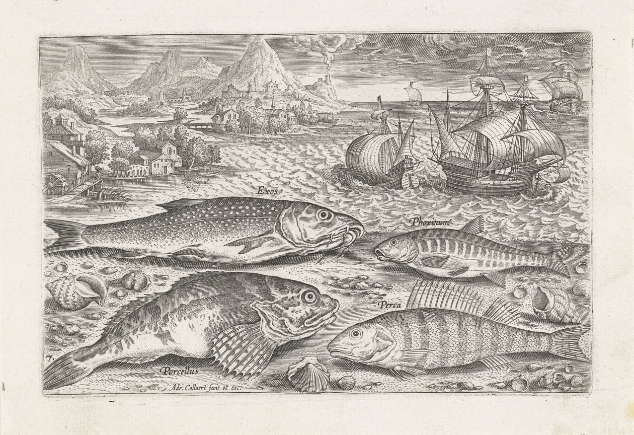 Fyra fiskar på stranden Fiske (serietitel) Piscium vivae-ikoner (serietitel) av Adriaen Collaert