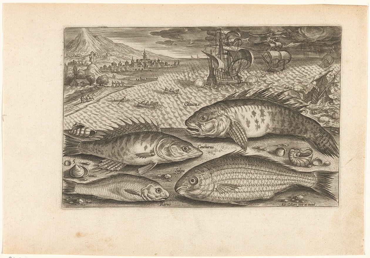 Fyra fiskar på stranden Fiske (serietitel) Piscium vivae-ikoner (serietitel) av Adriaen Collaert