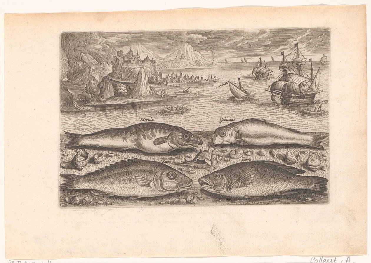 Fyra fiskar på stranden Fiske (serietitel) Piscium vivae-ikoner (serietitel) av Adriaen Collaert