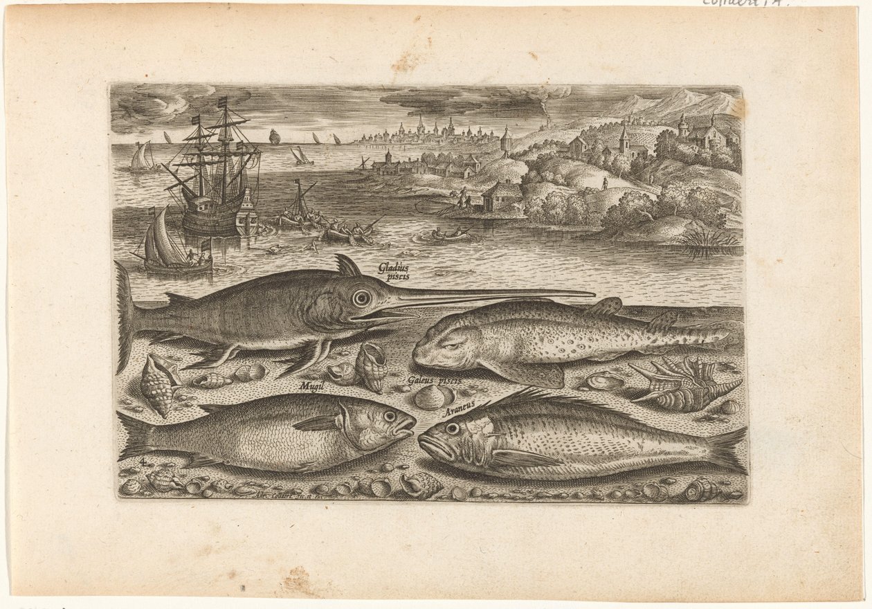 Fyra fiskar på stranden Fiske (serietitel) Piscium vivae-ikoner (serietitel) av Adriaen Collaert