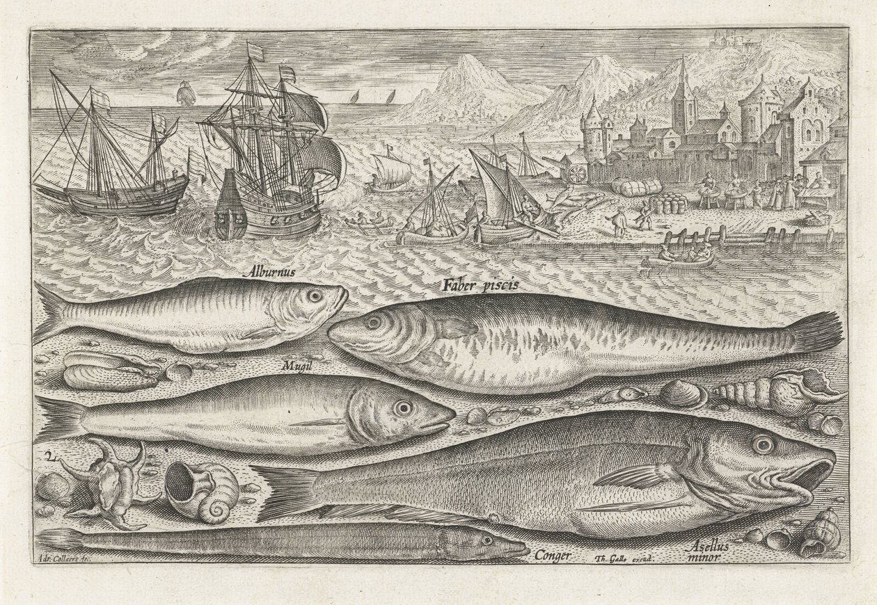 Fem fiskar på stranden Fiske (serietitel) Piscium vivae-ikoner (serietitel) av Adriaen Collaert