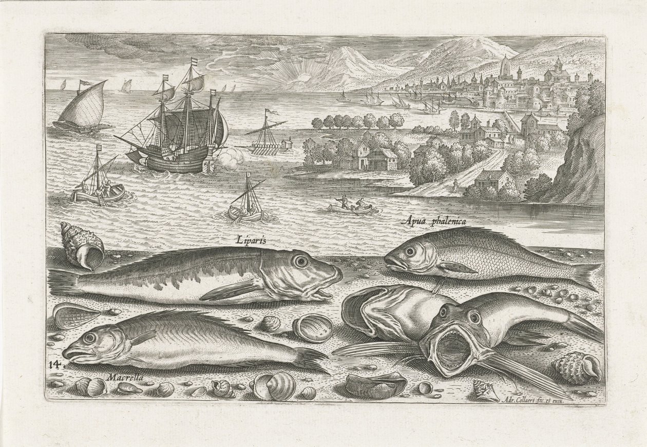 Fem fiskar på stranden Fiske (serietitel) Piscium vivae-ikoner (serietitel) av Adriaen Collaert