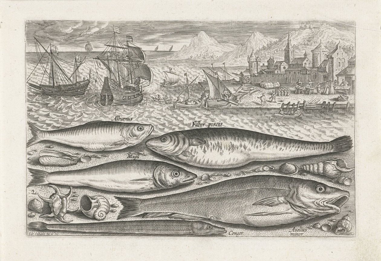 Fem fiskar på stranden Fiske (serietitel) Piscium vivae-ikoner (serietitel) av Adriaen Collaert