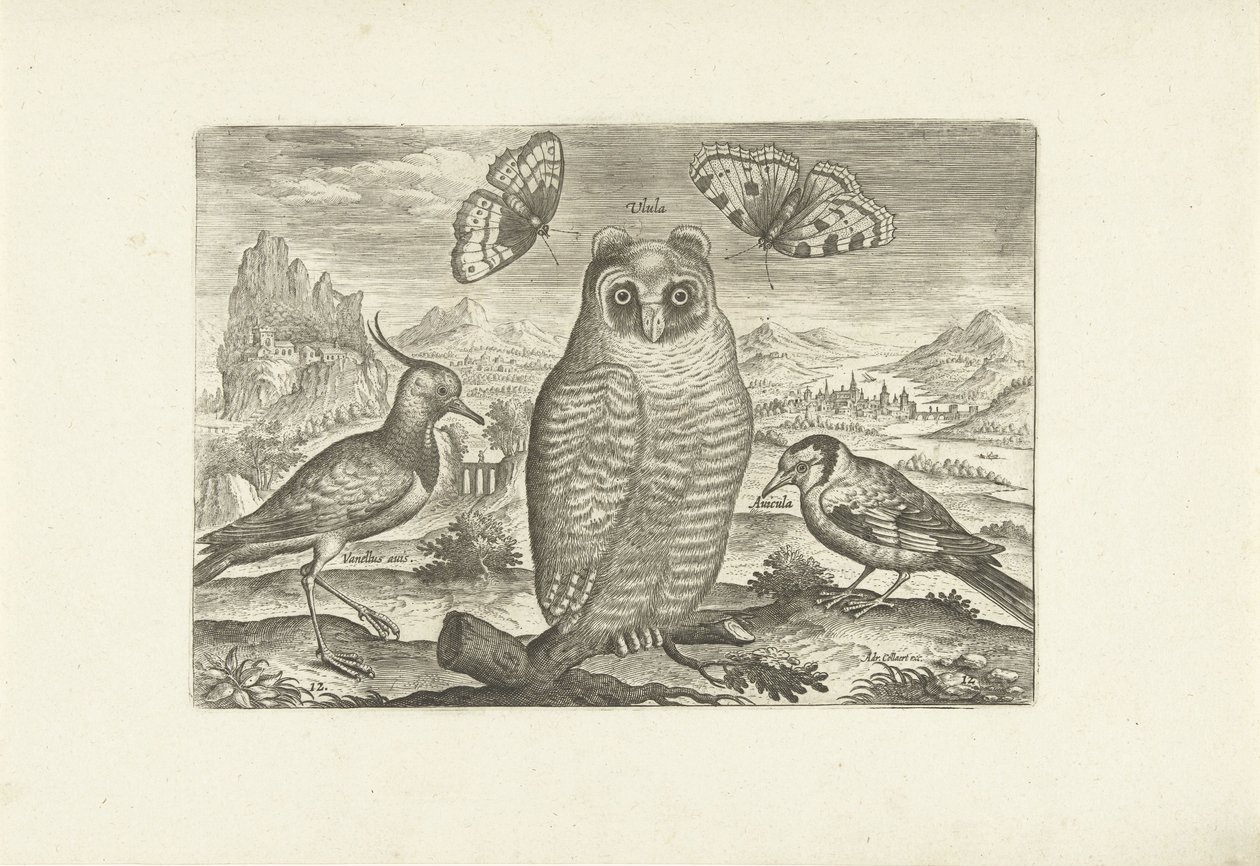 Fåglar och fjärilar i ett landskap Fåglar (serietitel) Avium vivae (serietitel) av Adriaen Collaert