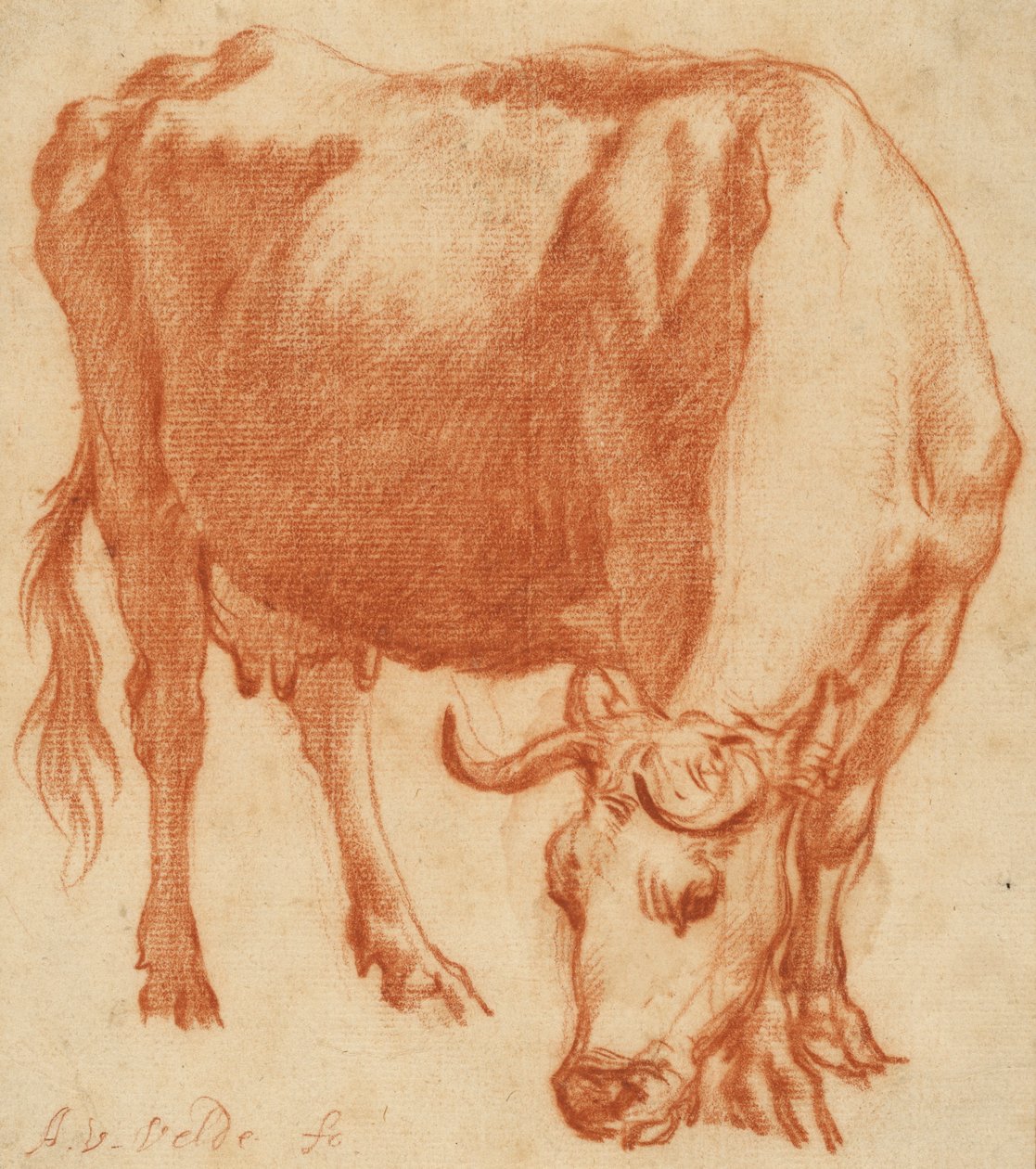 En ko som betar, ca 1663 (Rödkritritning) av Adriaen van de Velde