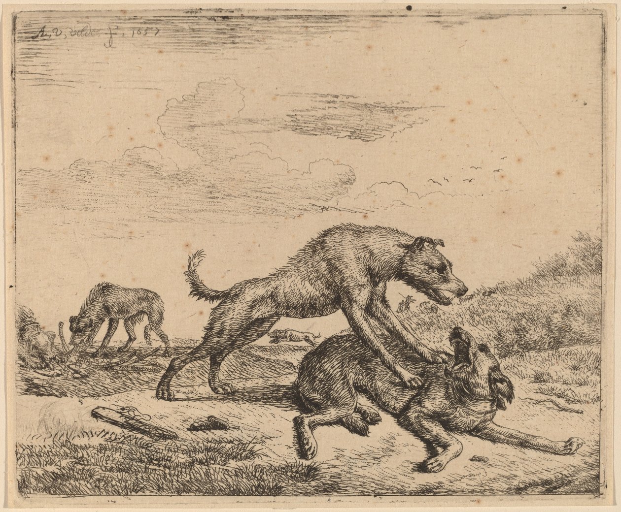 Kamphundar av Adriaen van de Velde