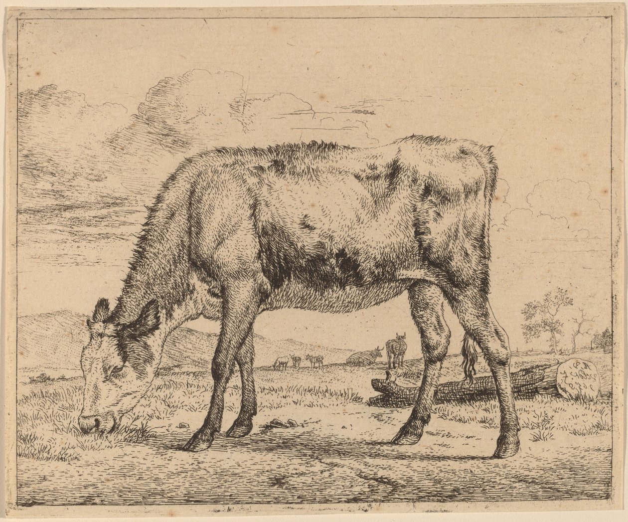 Betande kalv av Adriaen van de Velde