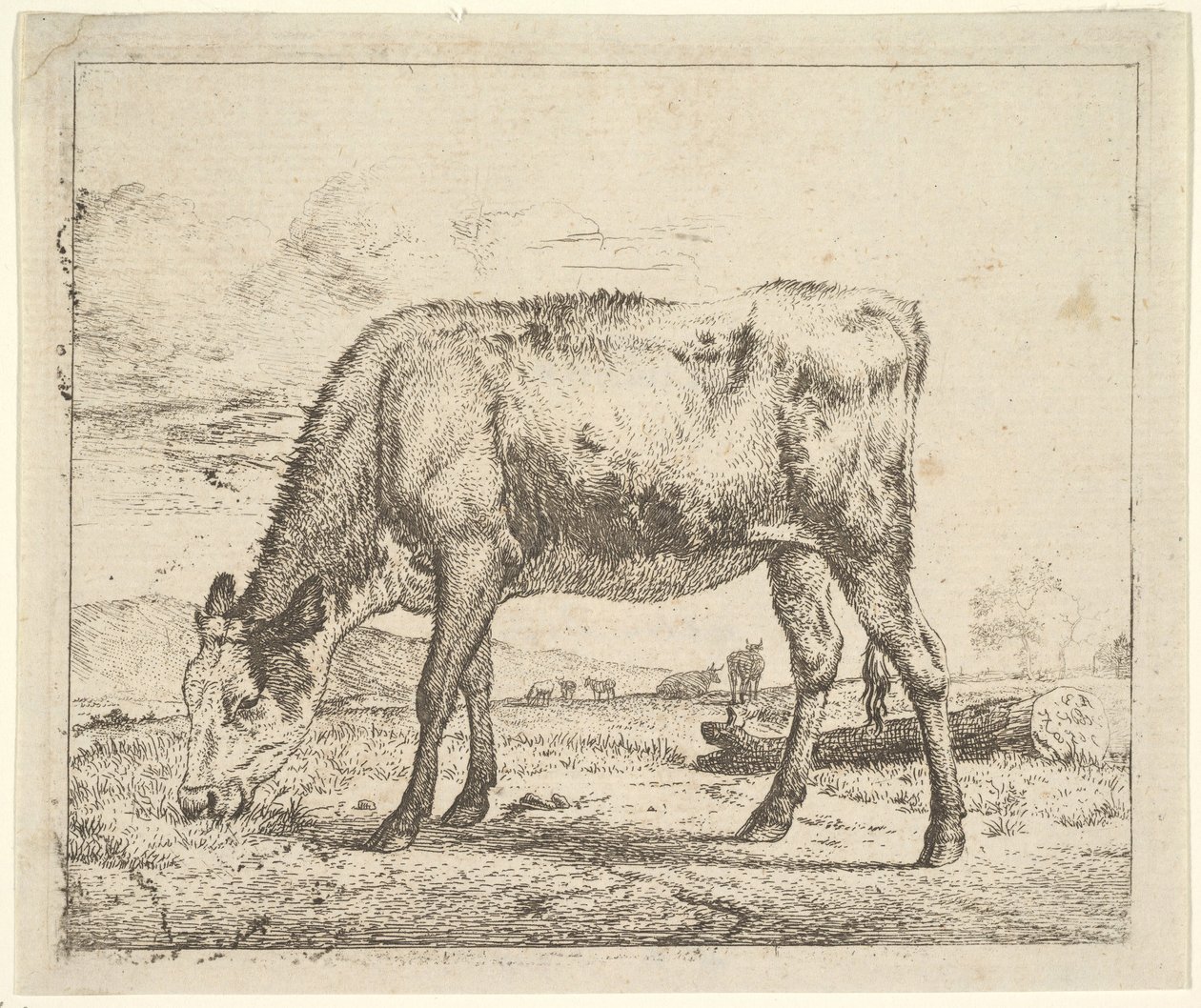 Betande kalv, från olika djur, 1658. av Adriaen van de Velde
