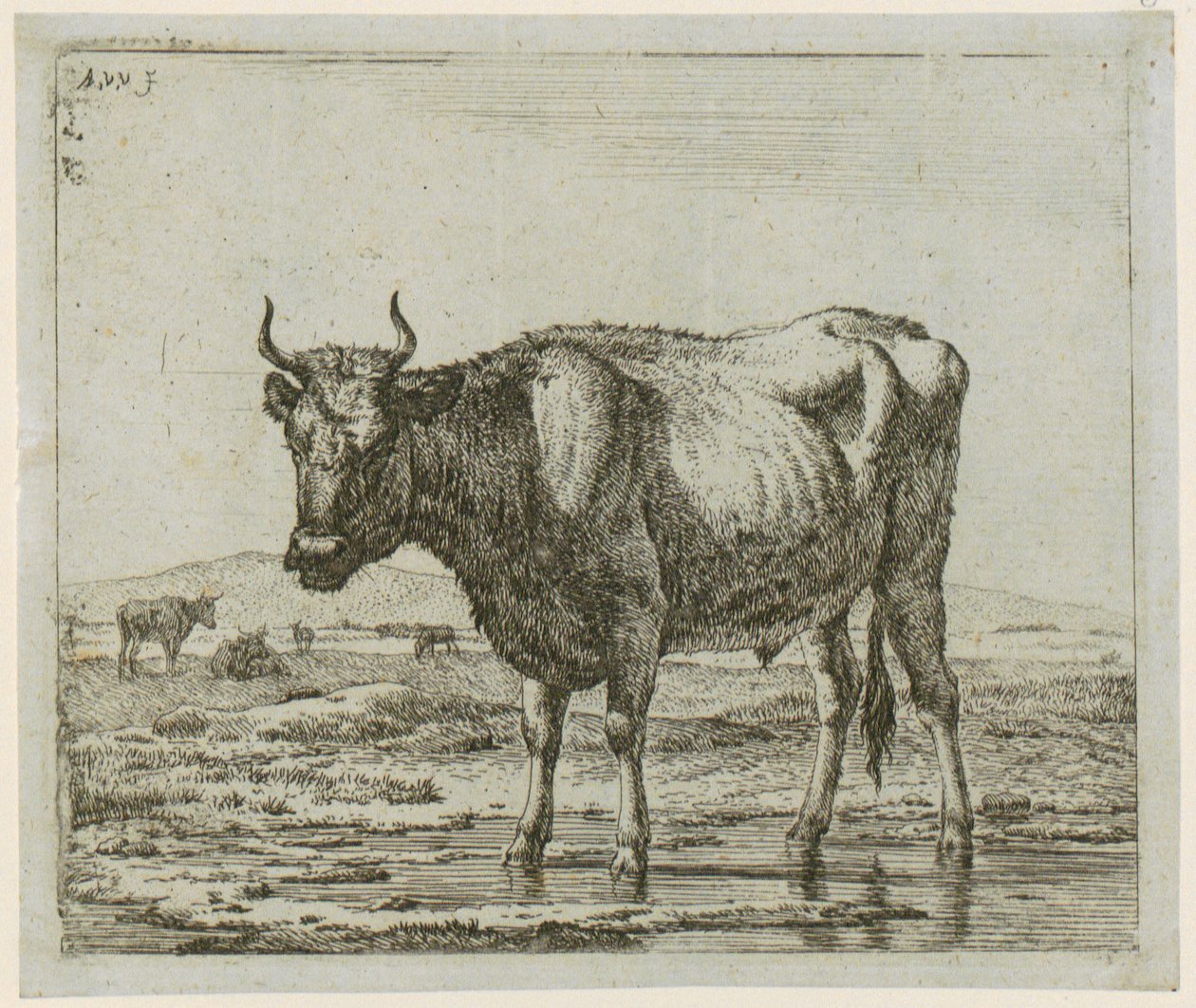 Tjur stående i vatten, blad 6 ur serien ”Olika djur” av Adriaen van de Velde