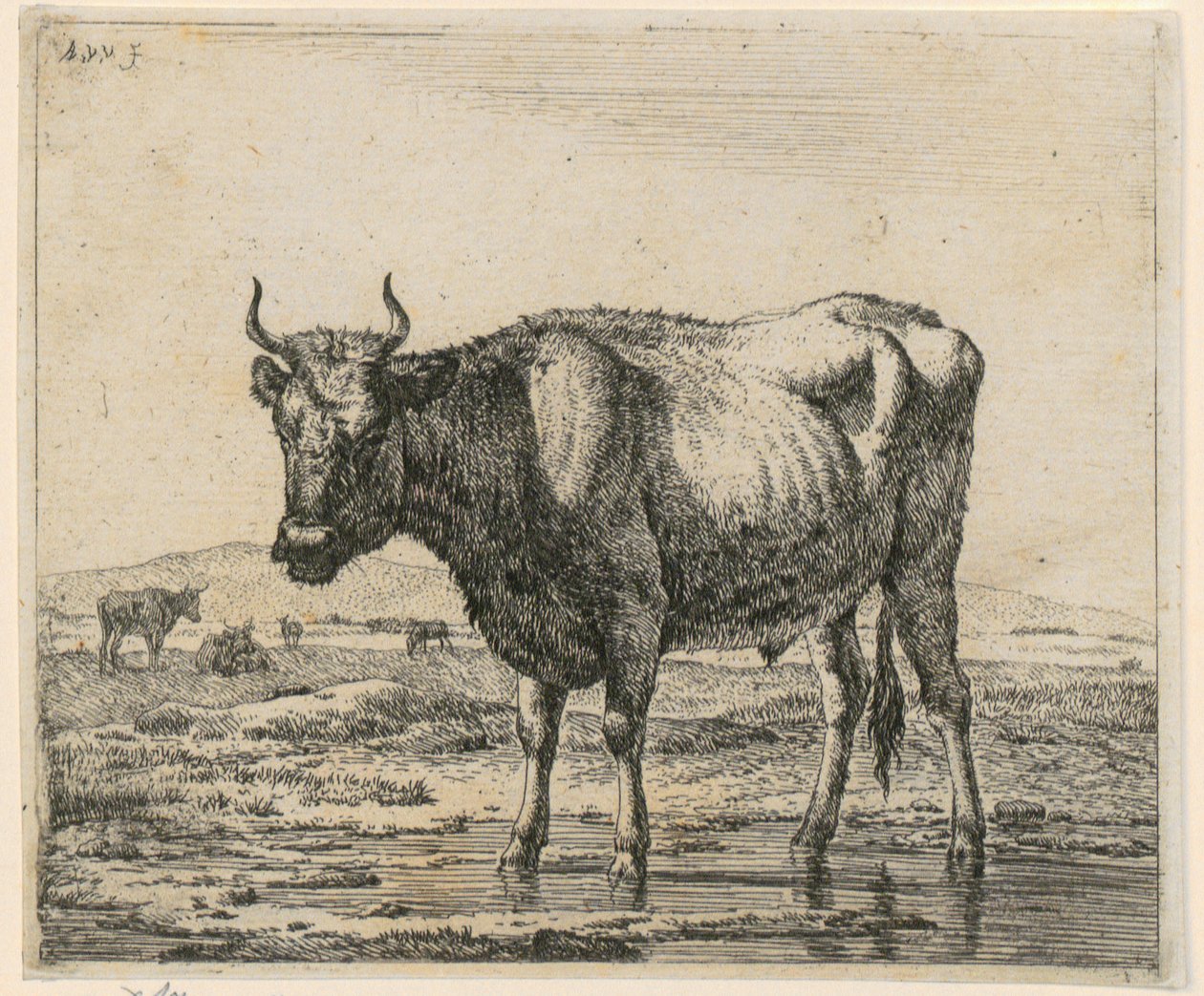 Tjur stående i vatten, blad 6 ur serien ”Olika djur” av Adriaen van de Velde
