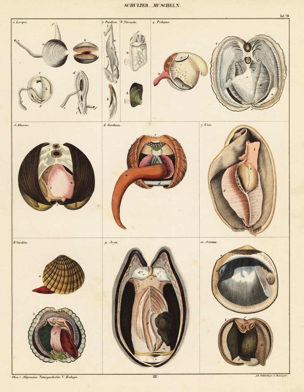 Anatomi av musslor, 1841 (litografi) av Adrian Schleich
