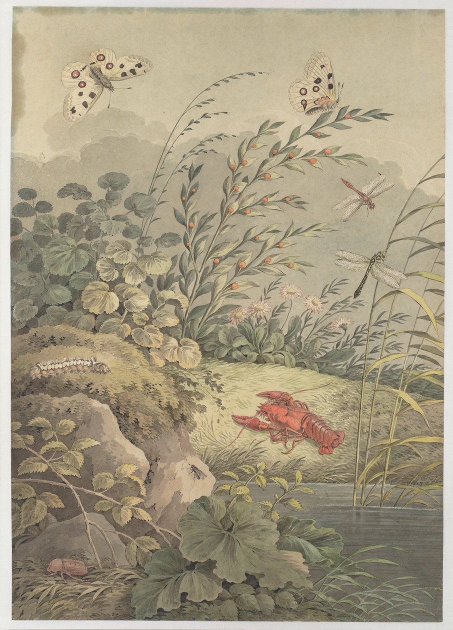 Vattenbit med krabba, fjärilar, trollsländor och havtorn, ca. 1800. av Adrian Zingg
