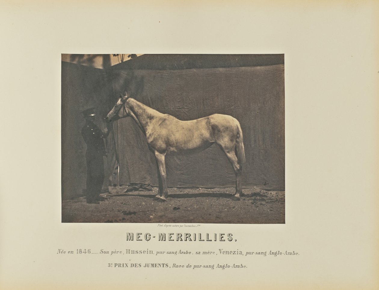 Meg-Merrillies av Adrien Alban Tournachon
