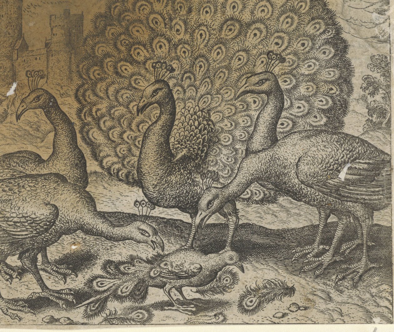 Fabel om skatan med påfågelfjädrar av Egidius  Sadeler (II)