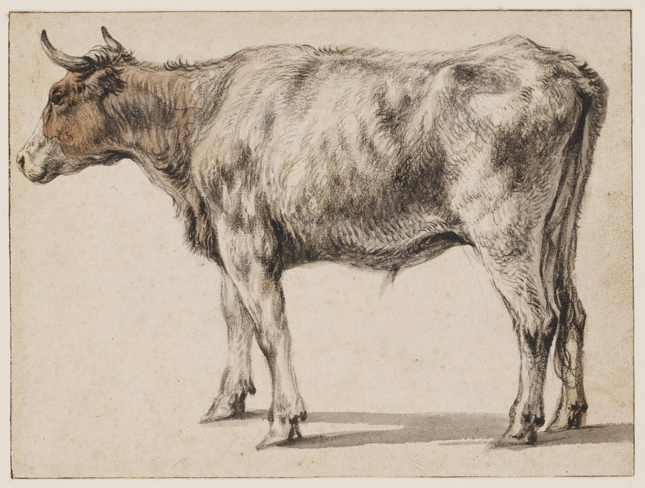 En stående ung tjur av Aelbert Cuyp