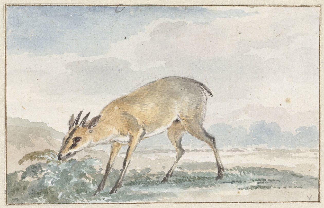Pärlhöns eller Sylvicapra Grimmia av Aert Schouman