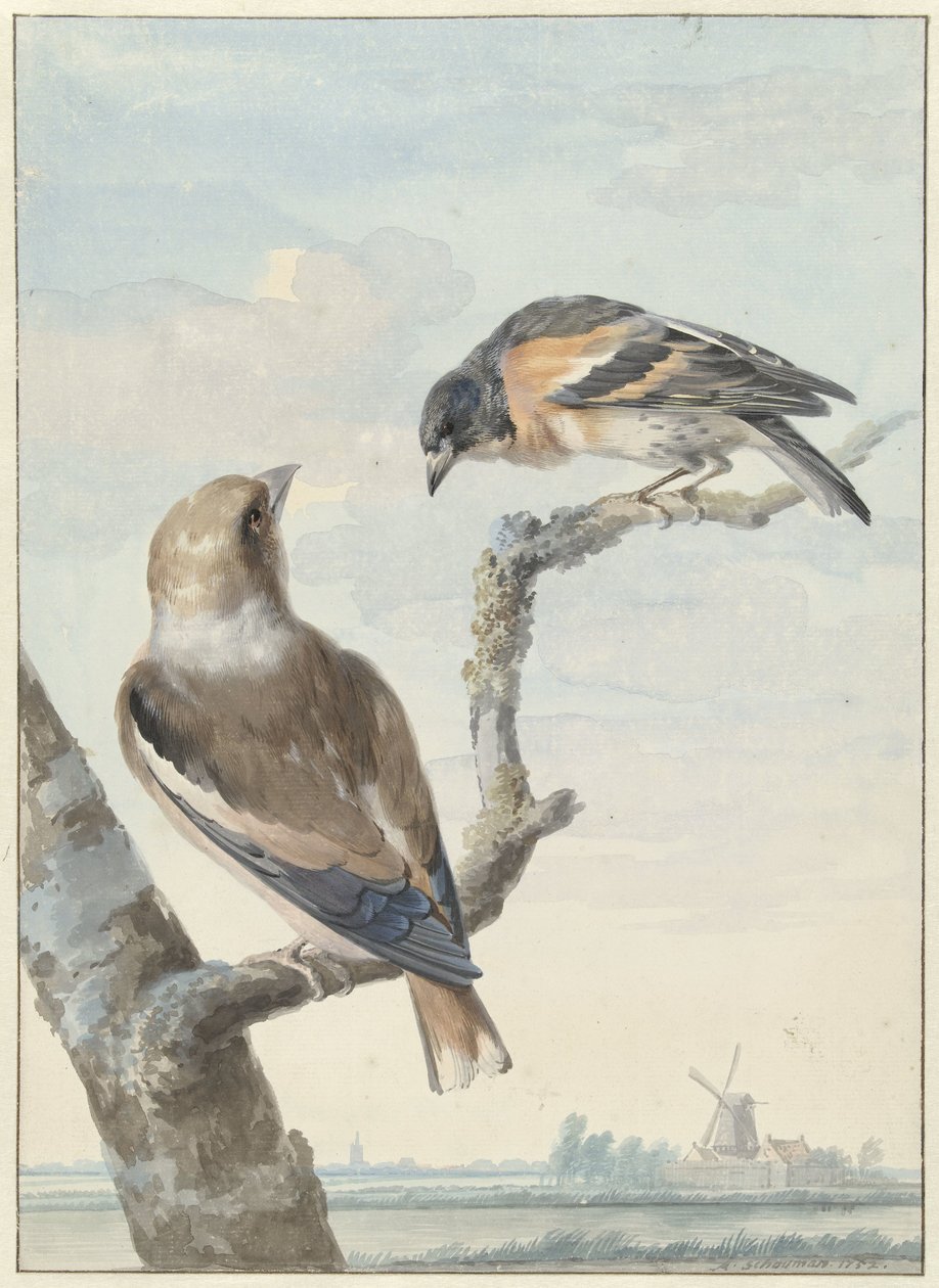 Två fåglar: en tjälfink (Coccothraustes coccothraustes) och en hålla (Fringilla montifringilla) av Aert Schouman